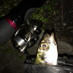 アジング！ひったくり！