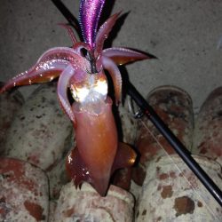 ようやくまともに釣れました！