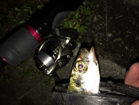 アジング！ひったくり！