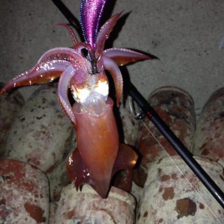 ようやくまともに釣れました！