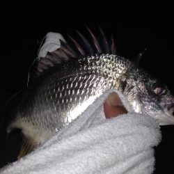 キビレ&チーバス