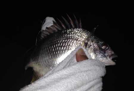 キビレ&チーバス