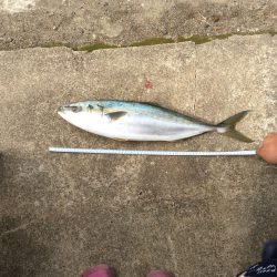 食品コンビナート 沖向きで。 ハマチ