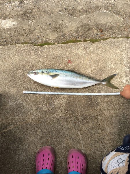 食品コンビナート 沖向きで。 ハマチ