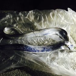 太刀魚釣れたー！