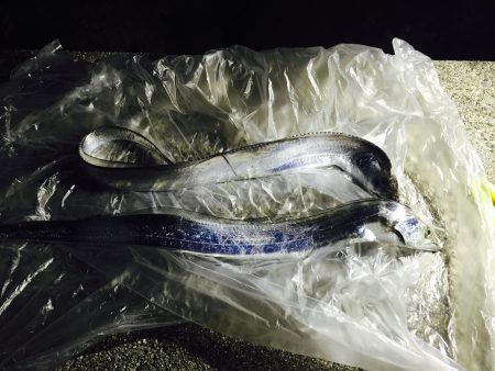 太刀魚釣れたー！