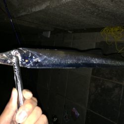 なんとかタチウオ釣れた