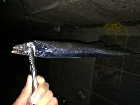 なんとかタチウオ釣れた