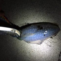 エギングファイト