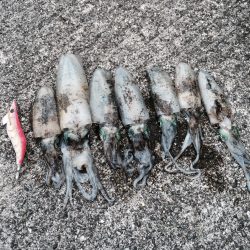 アオリイカ少しずつサイズアップ