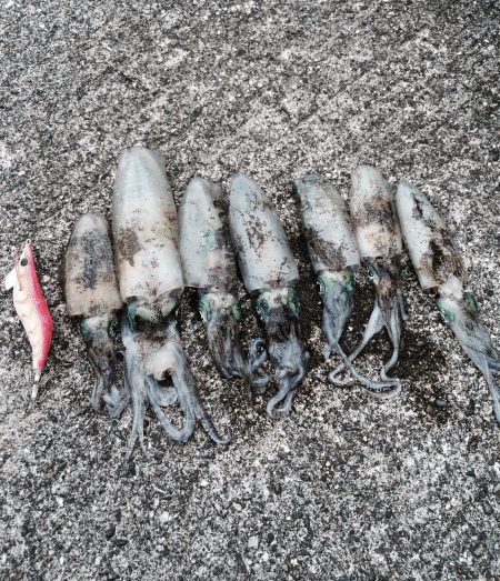 アオリイカ少しずつサイズアップ