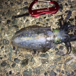 エギング2回目にして