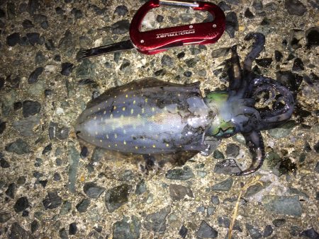 エギング2回目にして