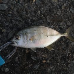 メッキ調査隊出陣‼︎