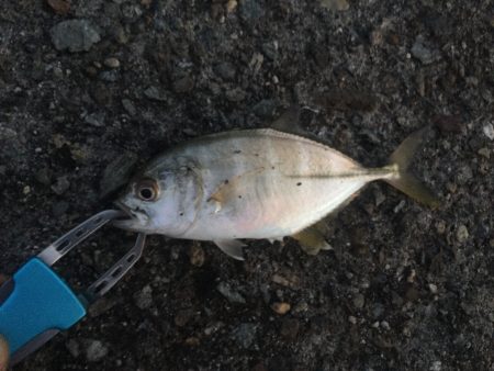 メッキ調査隊出陣‼︎