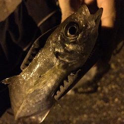 近場でナイトアジング♪