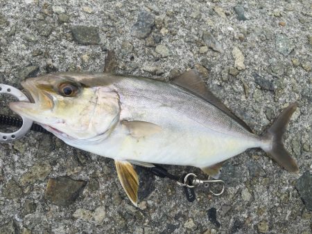 ショアジギ戦隊 釣りタインジャー出撃