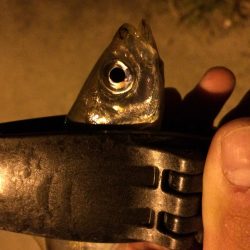 アジング in田尻