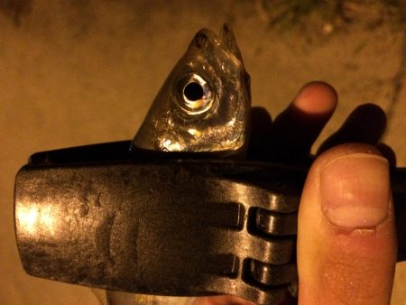 アジング in田尻