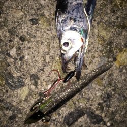 小型が多くて‥‥