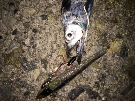 小型が多くて‥‥