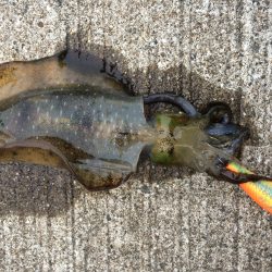 夏烏賊まだおったー