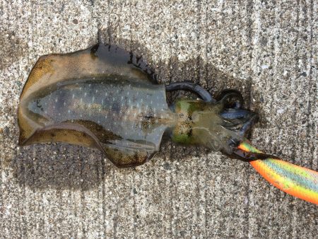 夏烏賊まだおったー