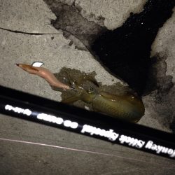 新子調査に行って来ました(#^.^#)