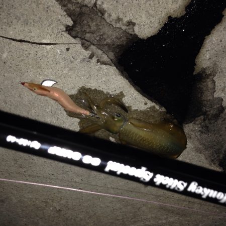 新子調査に行って来ました(#^.^#)