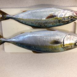 加太にショアジギ調査に行ってきました