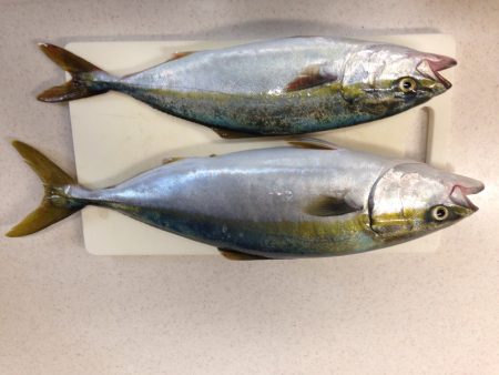 加太にショアジギ調査に行ってきました