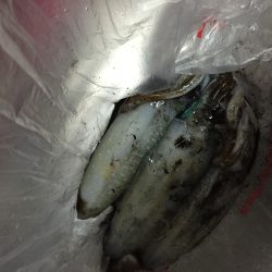 イカ釣りタイ。