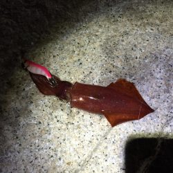 皆さん好調ですが…