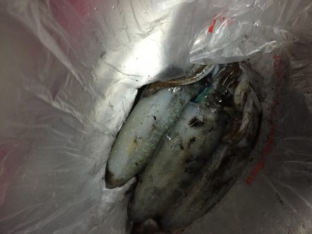イカ釣りタイ。