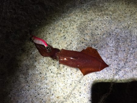 皆さん好調ですが…