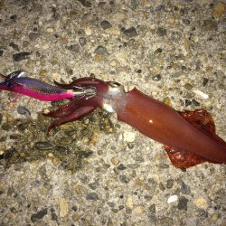 ケンサキイカエギング