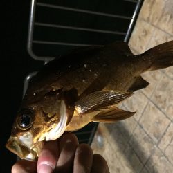 舞鶴親海公園 五目釣り