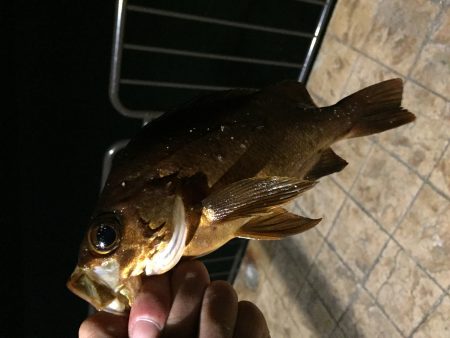 舞鶴親海公園 五目釣り