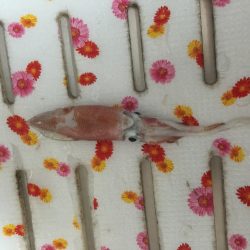 初ケンサキイカエギング