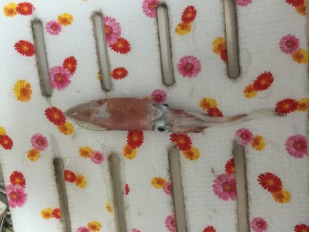 初ケンサキイカエギング