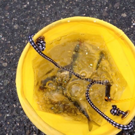 一年ぶりのサビキ大漁