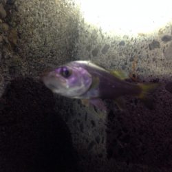 チーバスでした