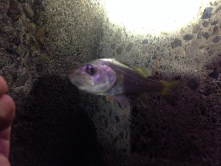 チーバスでした