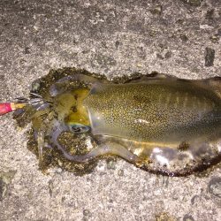 ケンサキイカまだ居たんや‼️