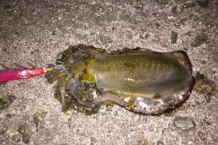 ケンサキイカまだ居たんや‼️