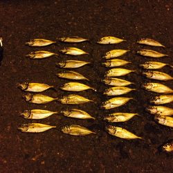 アジング( ´ ▽ ` )ﾉ