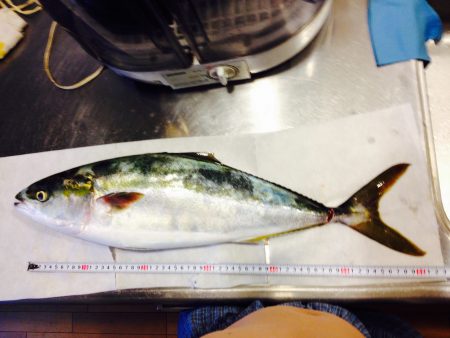 青物プラッキング