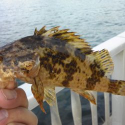 タケノコメバル