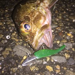 ガシラパラダイス