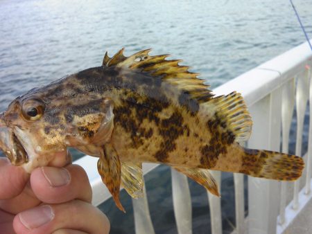 タケノコメバル